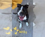 Small #1 American Pit Bull Terrier