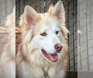 German Shepherd Dog-Siberian Husky Mix Dogs for adoption in Petaluma, CA, USA