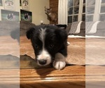 Small Photo #7 Border Collie Puppy For Sale in BOWLING GREEN, KY, USA