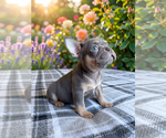 Small #2 French Bulldog