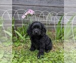 Small Photo #12 Cock-A-Poo Puppy For Sale in SALEM, MO, USA