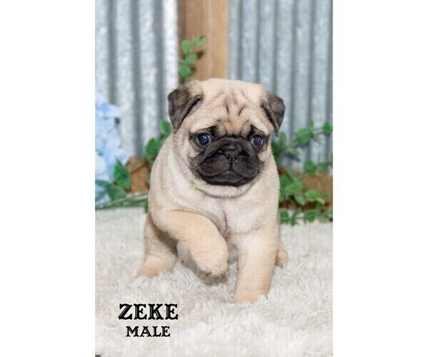 Medium Photo #32 Pug Puppy For Sale in CLARE, MI, USA