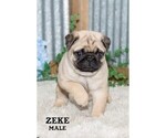 Small #31 Pug