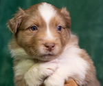 Puppy Ezra Australian Shepherd