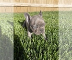 Small Photo #3 French Bulldog Puppy For Sale in TULSA, OK, USA