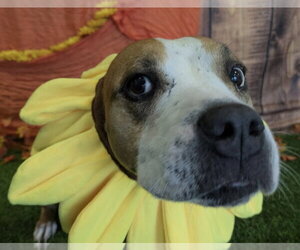 Labrador Retriever-Unknown Mix Dogs for adoption in The Woodlands, TX, USA