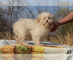 Small #17 ShihPoo