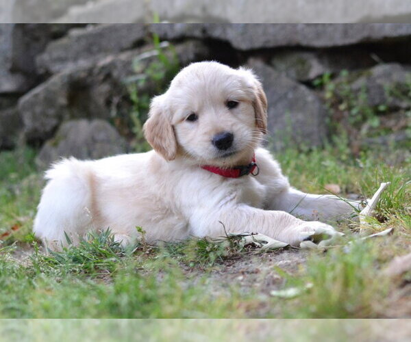 Medium Photo #2 Golden Retriever Puppy For Sale in Enfield, CT, USA