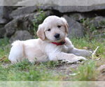 Small #1 Golden Retriever