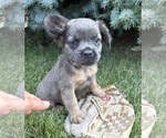 Small #3 French Bulldog