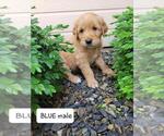 Small Photo #1 Golden Retriever Puppy For Sale in MERIDIAN, ID, USA