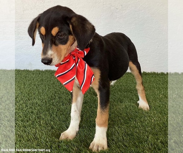 Medium Photo #3 Jack-A-Bee Puppy For Sale in San Diego, CA, USA