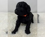 Small Photo #2 Double Doodle Puppy For Sale in PIERSON, FL, USA