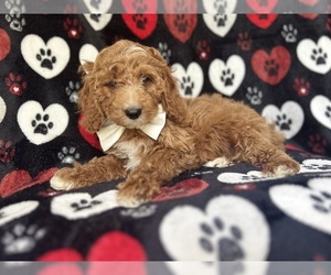 Cock-A-Poo Puppy for sale in LAKELAND, FL, USA