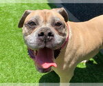 Small American Bulldog Mix