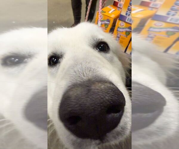 Medium Photo #4 Great Pyrenees-Unknown Mix Puppy For Sale in Silver Spring, MD, USA