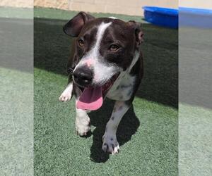 Cooper - Male Mutt Dog for Adoption - Photo #3