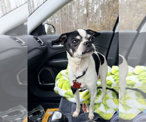 Boston Terrier Dogs for adoption in Holly Springs, NC, USA