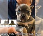 Small American Bully
