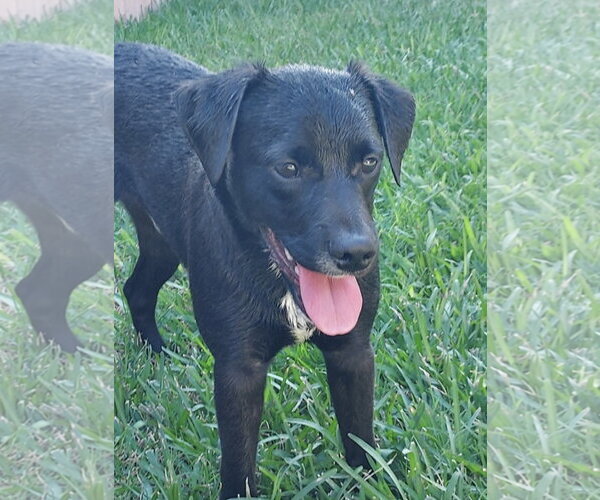 Medium Photo #4 Labrador Retriever-Unknown Mix Puppy For Sale in San Diego, CA, USA