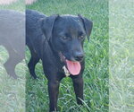 Small Photo #4 Labrador Retriever-Unknown Mix Puppy For Sale in San Diego, CA, USA
