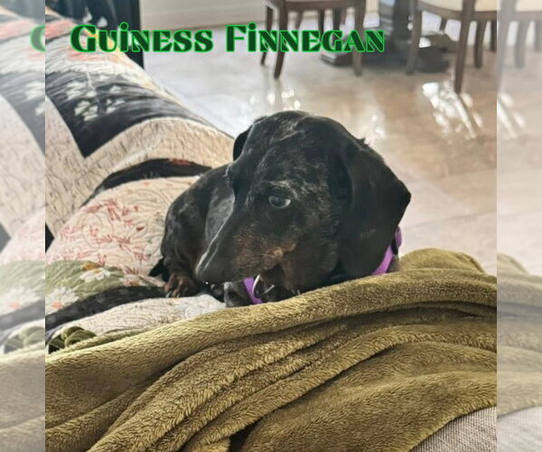 Medium Photo #2 Dachshund Puppy For Sale in San Antonio, TX, USA