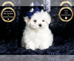 Medium Maltese