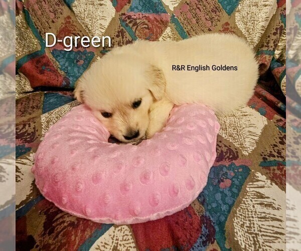 Medium Photo #3 English Cream Golden Retriever Puppy For Sale in BROWNSTOWN, MI, USA