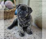 Small #5 French Bulldog Mix