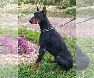 Father of the Doberman Pinscher puppies born on 10/11/2023