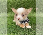 Small #13 Chihuahua
