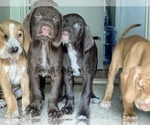 Small Photo #1 German Wirehaired Pointer-Vizsla Mix Puppy For Sale in ARLINGTON, NJ, USA