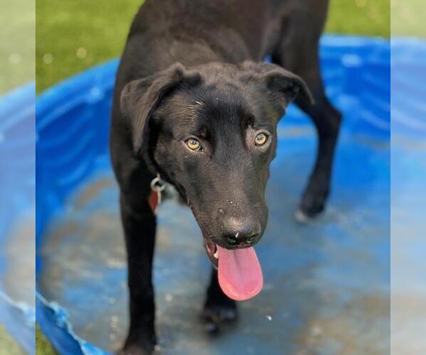 Medium Photo #3 Labrador Retriever-Unknown Mix Puppy For Sale in San Diego, CA, USA