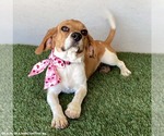 Small #1 Beagle Mix