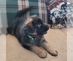 Small Photo #1 German Shepherd Dog Puppy For Sale in BEATTY, OR, USA