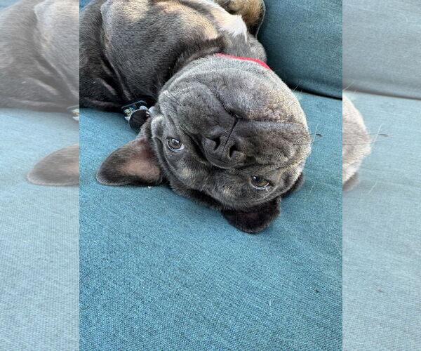 Medium Photo #5 French Bulldog Puppy For Sale in San Jose, CA, USA