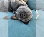 Small #4 French Bulldog