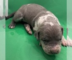 Puppy Puppy 4 American Pit Bull Terrier