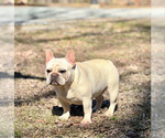 Small Photo #1 French Bulldog Puppy For Sale in LEWISVILLE, NC, USA