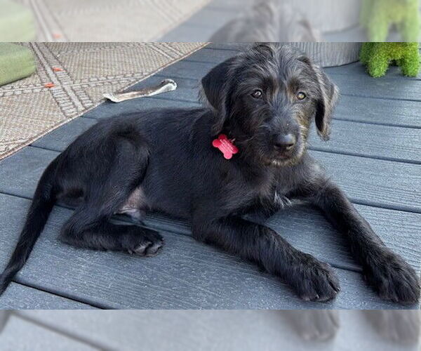 Medium Photo #2 Retriever -Unknown Mix Puppy For Sale in Cuba, NY, USA