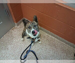 Pembroke Welsh Corgi Dogs for adoption in Pueblo, CO, USA