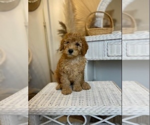 Goldendoodle (Miniature) Puppy for sale in ORLANDO, FL, USA