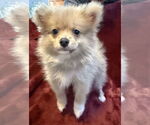Small Pomeranian Mix