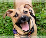 Small #7 Boxer Mix