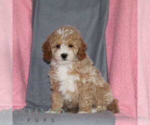 Poodle (Miniature) Puppy for sale in KIRKWOOD, PA, USA