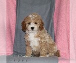 Image preview for Ad Listing. Nickname: Chance