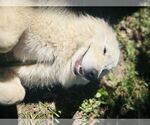 Small #3 Great Pyrenees