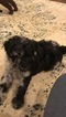 Small Photo #11 Aussiedoodle-Poodle (Standard) Mix Puppy For Sale in ENTERPRISE, AL, USA