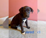 Small Labrador Retriever Mix