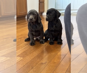 Labrador Retriever Puppy for sale in CANADA, KY, USA